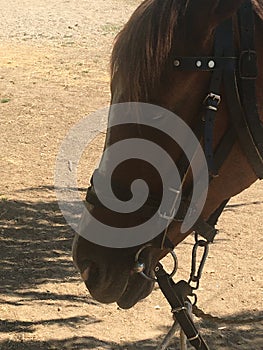 Horseback riding in Ã‡anakkale is another beautiful thing, Biga is one of the most beautiful resorts in Turkey.