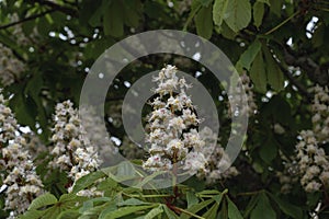 Horsechestnut tree in bloom