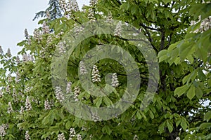 Horsechestnut tree in bloom