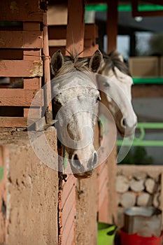 Horsed standing in a paddock