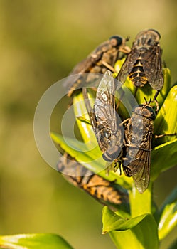 Horseflies