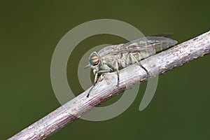 Horsefly