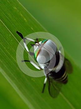 Horsefly