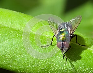 HorseFly