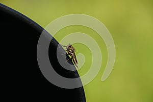 Horsefly