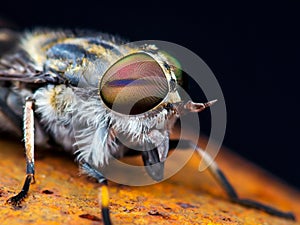 Horsefly or Gadfly or Horse Fly Diptera Insect Macro