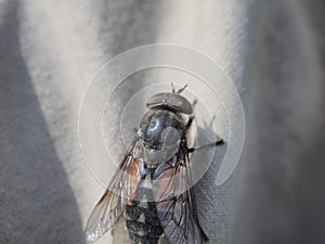 Horsefly. The insect is sitting on a man`s clothes. Bloodsucking
