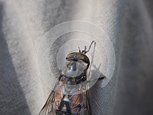 Horsefly. The insect is sitting on a man`s clothes. Bloodsucking