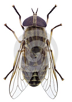 Horsefly