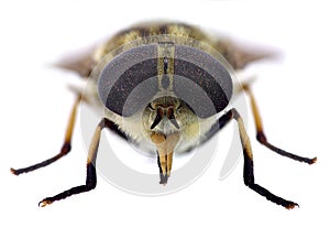 Horsefly look (Tabanus sp.)