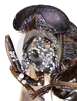 Horsefly Macro Cutout