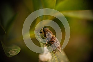 horsefly in profile between green leaves