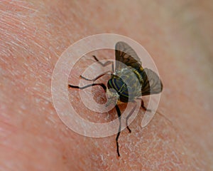 Horsefly on skin