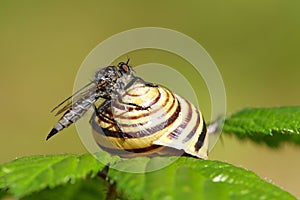 Horsefly on a snail