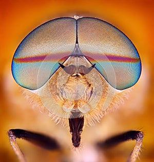 Horsefly taken with microscope objective