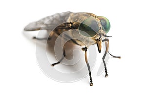 Horsefly viewed facing, Tabanus, isolated