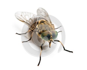 Horsefly viewed from up high, Tabanus, isolated