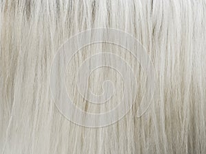 Horsehair photo