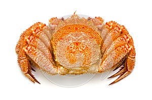Horsehair crab photo
