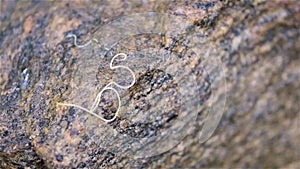 Horsehair worm moving on rock