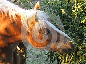 A horsehead of a Hafling horse.