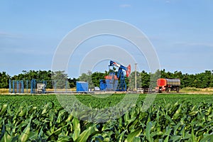 Horsehead oil pump in the middle of a corn farm