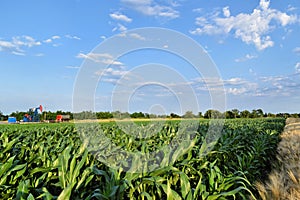 Horsehead oil pump in the middle of a corn farm