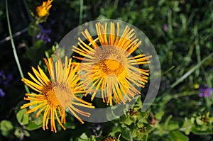 horseheal (Inula)