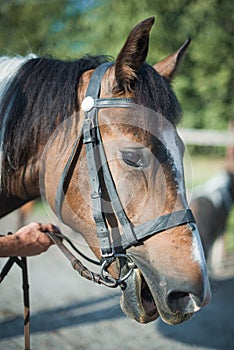 Horseman on horseback, ranch, horse farm. Golop, riding lessons