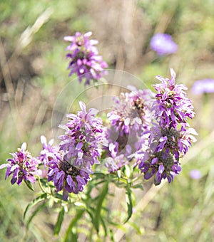 Horsemint Blooms