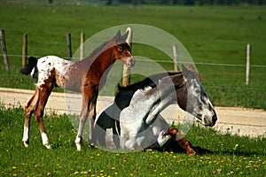 Horseplay photo