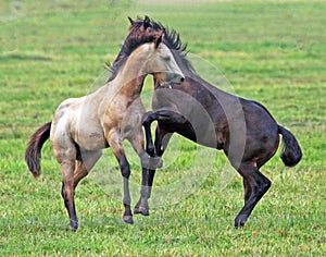 Horseplay photo