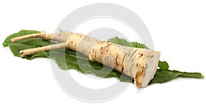 Horseradish