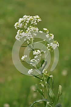 Horseradish (Armoracia rusticana or Cochlearia armoracia)