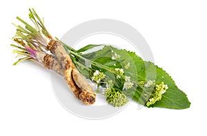 Horseradish, Armoracia rusticana, Cochlearia armoracia. Isolated on white background