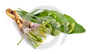 Horseradish, Armoracia rusticana, Cochlearia armoracia. Isolated on white background