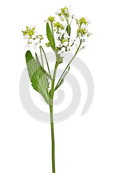 Horseradish Armoracia rusticana flower