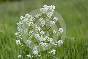 Horseradish Armoracia rusticana, syn. Cochlearia armoracia is a perennial plant of the Brassicaceae family. Horseradish Armorac