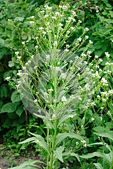 Horseradish (Cochlearia armoracia) blossom