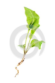 Horseradish (Cochlearia armoracia) isolated on white.