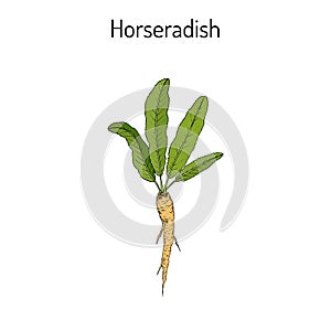 Horseradish Cochlearia armoracia - vegetable, medicinal plant