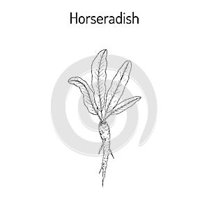 Horseradish Cochlearia armoracia - vegetable, medicinal plant