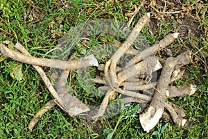 Horseradish fresh roots on the grass