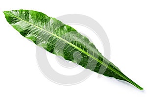 Horseradish leaf  Armoracia rusticana foliage isolated w clipping paths, top view