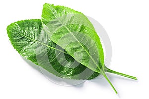 Horseradish leaves  Armoracia rusticana foliage isolated w clipping paths, top view