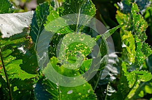 Horseradish leaves damaged by leaf-eating parasites. Green leave
