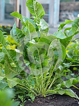 The Horseradish plant shrub, Armoracia rusticana, grows in a private garden.Herbal medicinal background