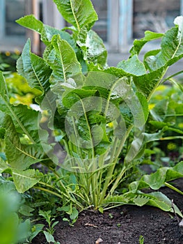 The Horseradish plant shrub, Armoracia rusticana, grows in a private garden.Herbal medicinal background