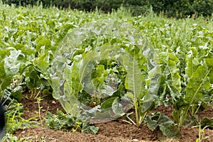 Horseradish plants, Armoracia rusticana