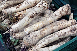 Horseradish root